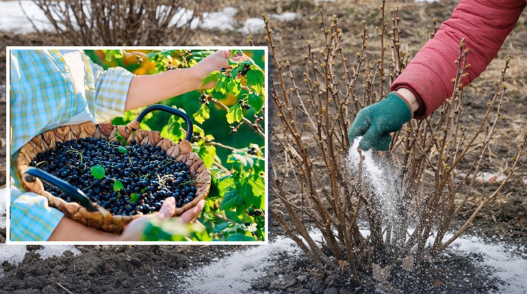 Що підсипати під смородину навесні, щоб ягоди були великі й солодкі: поради для щедрого врожаю