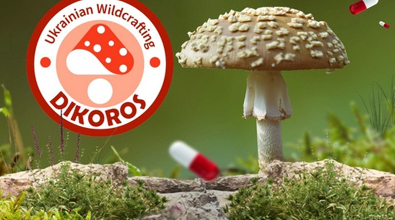 Мікродозинг мухомору королівського: чим він відрізняється від інших мухоморів