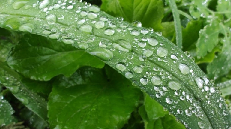 Прогноз погоди у Звягелі: коли потепліє та чого чекати від весни 2026