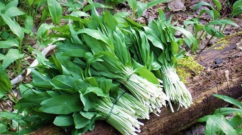 Як відрізнити червонокнижну черемшу від отруйної чемериці: прості правила безпеки