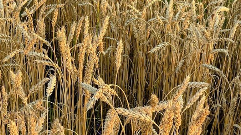 Прокуратура вимагає повернути 600 га землі, захоплені через схеми із «правонаступництвом» колгоспів