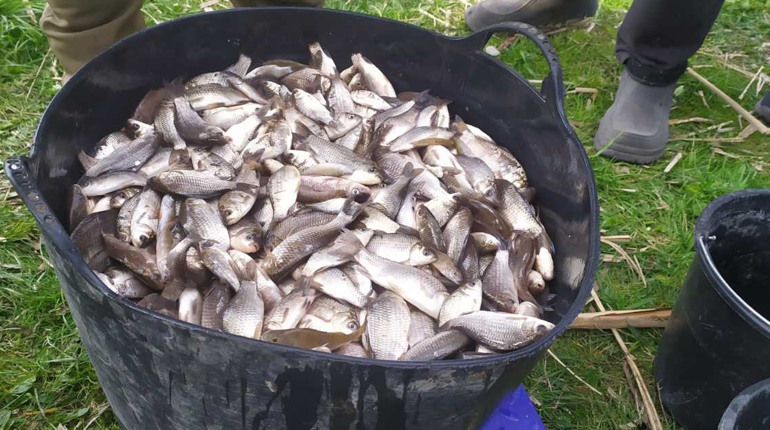 Чистий берег ставка та 28 тисяч карасів: як товариство «Рибалка» дбає про водойму в Кагарлику