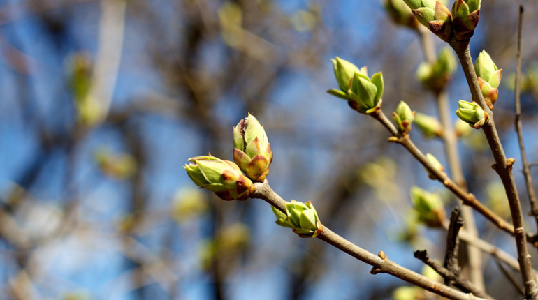 Від +14°C до дрібних дощів: детальний прогноз погоди у Південноукраїнську з 27 квітня по 3 травня