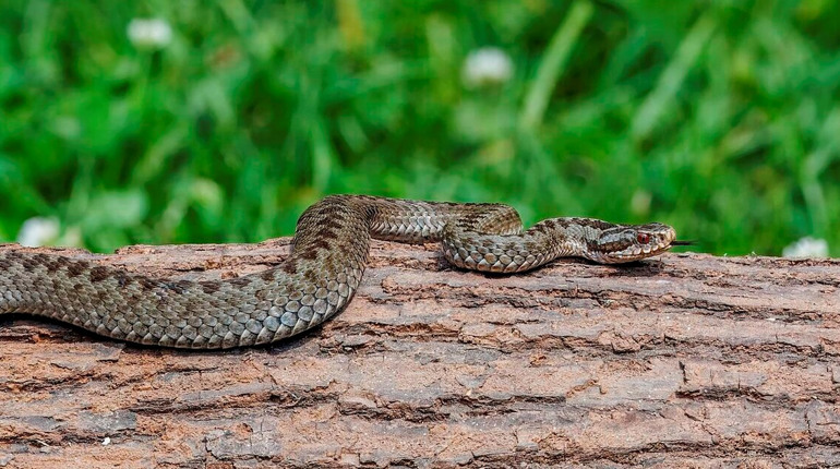 На Гадяччині активізуються змії: які види водяться в громаді та що робити при укусі