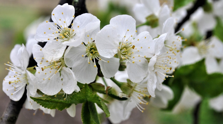 Примхи погоди: яким в Старокостянтинові буде травень 2026