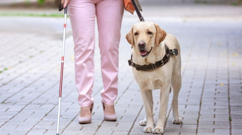 29 квітня: Міжнародний день собаки-поводиря та інші події, свята, дати, народні прикмети