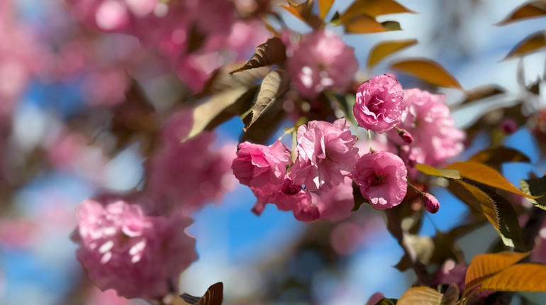 Від мінус 3 до + 20 градусів: коли травень принесе Первомайську потепління
