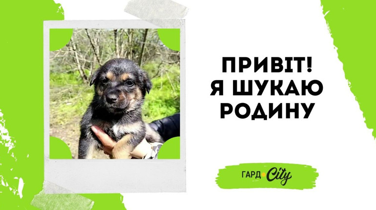 Симпатичні цуцики шукають добрих господарів: обирайте собі охоронця та компаньойна