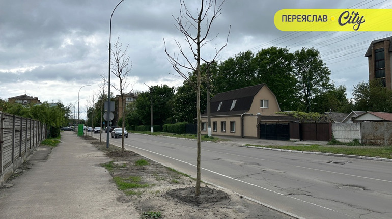 У Переяславі висадили шестиметрові іспанські платани по 20 тисяч за деревину, а ще катальпи і сакури