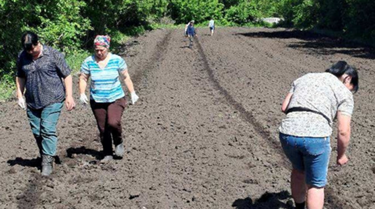 Дві тисячі насінин Ніжинського огірка посадили у Гайвороні
