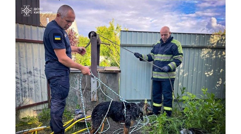 У Великій Снітинці рятувальники визволили собаку з колодязя