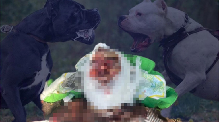 У Борисполі дві сусідські собаки насмерть загризли жінку на її власному подвірʼї