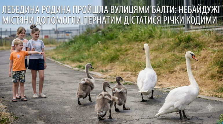 Лебедина хода вулицями Балти: історія доброти та відваги