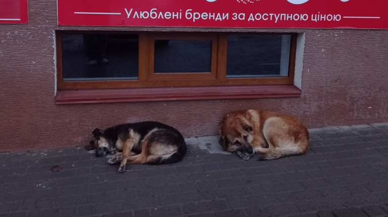 У Чорткові безпритульних собак залишили без даху над головою
