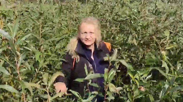 На дні Каховського водосховища виявили понад 60 видів рослин (відео)