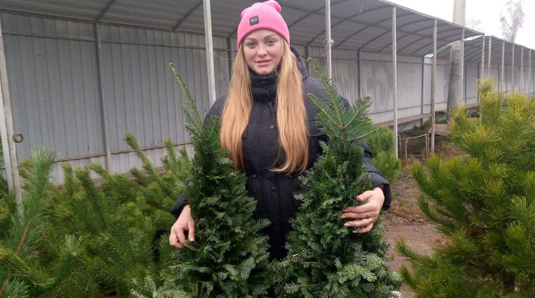 Продаж ялинок розпочався