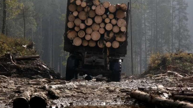 На Черкащині суд оголосив вирок майстру лісу, з вини якого загинула людина