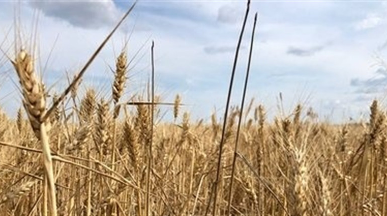 Куди росіяни вивозять агропродукцію, вирощену на ТОТ Херсонщини