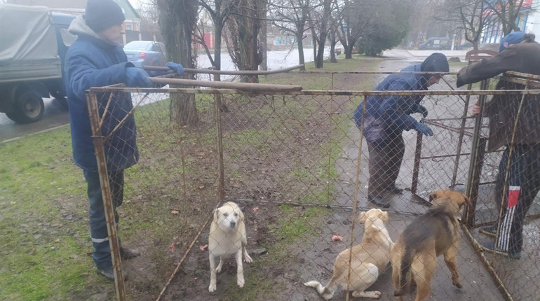 У Херсоні збирають підписи, аби передати роботу з безпритульними тваринами зооволонтерам