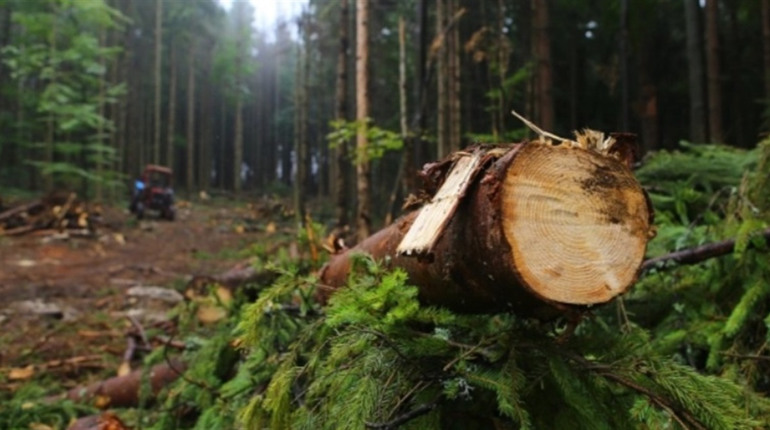 На Полтавщині вдвічі побільшало злочинів проти довкілля