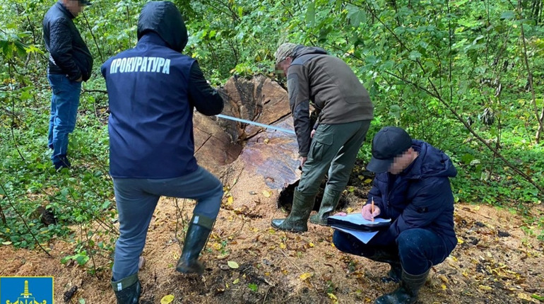 Незаконну порубку лісу у Червоноградському районі виявили працівники прокуратури