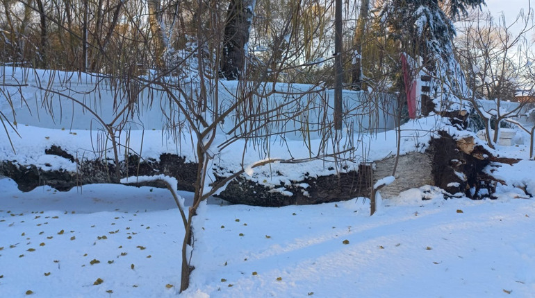 Дерева парку Ялинки у Біляївці природа перевірила на міцність: вистояли не всі