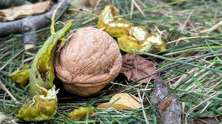 Погода на вихідні: прохолодніше, але без істотних опадів