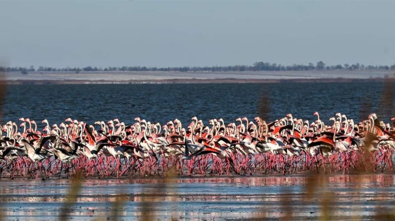 900 фламінго після буревію прилетіли поживитися на лимани на Одещині. Фото