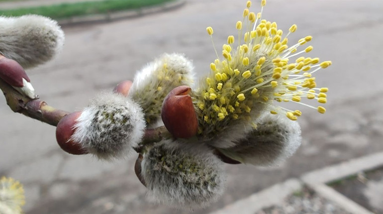 Березневий календар: які свята і визначні дні в Україні та світі будуть у березні 2026 року