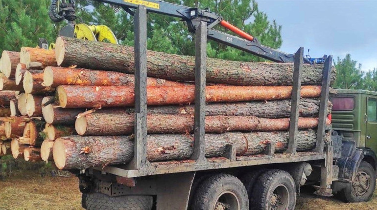 У Вараському районі продовжують незаконно вирубувати ліс