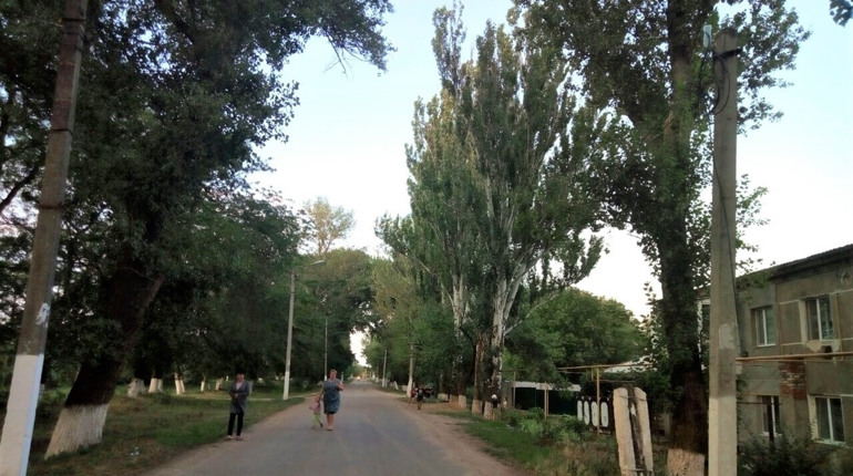 Дерева на провулку Матросова в Біляївці створюють небезпеку: чи зможуть їх обпиляти
