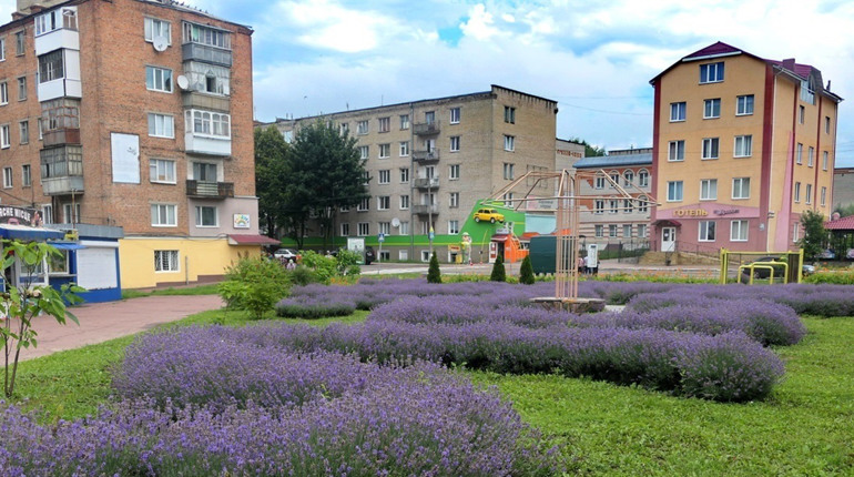 В Глухові неймовірно гарно цвіте лаванда