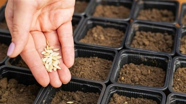 Посівний календар на лютий 2026: коли сіяти перець, томати, баклажани та капусту на розсаду