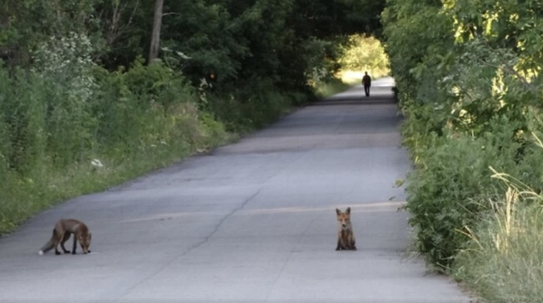 На Полтавщині дозволили регулювати чисельність лисиць і диких кабанів: що відомо