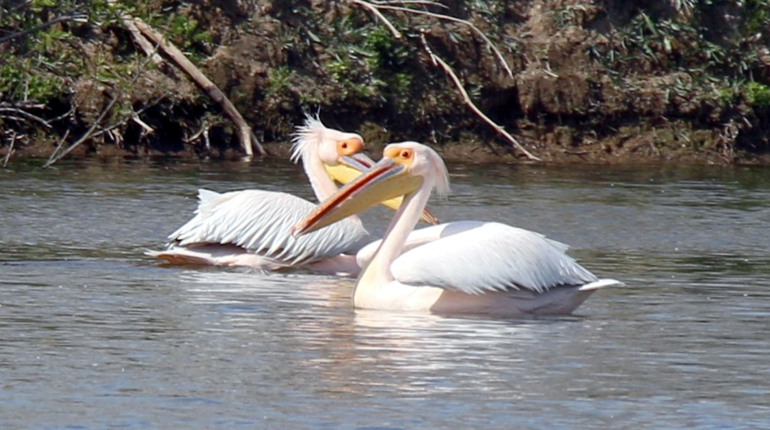 У Нижньодністровському парку зафіксували групу пеліканів у шлюбному оперенні: чи можливе гніздування