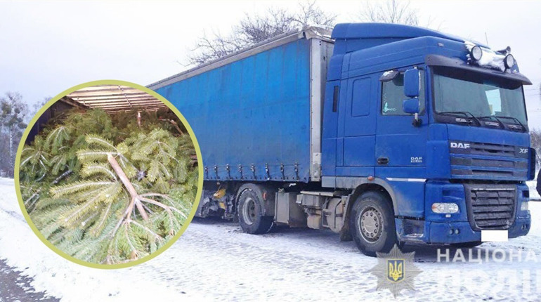 У селі Хиночі затримали вантажівку, в якій було майже 300 незаконно зрубаних сосен
