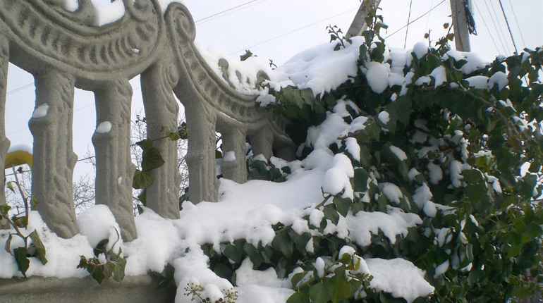 «Білий сніг на зеленому листі» (фоторепортаж)
