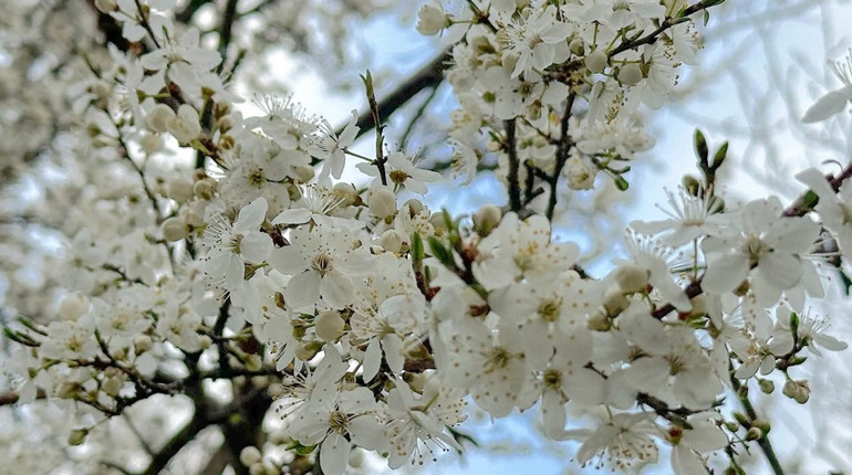 Радіаційний стан навколо Хмельницької АЕС за минулий тиждень