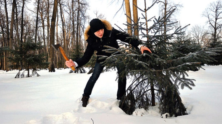 Ялинка без дозволу: які штрафи загрожують городоччанам за незаконний зруб дерева