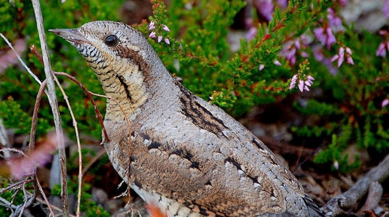 Крутиголовка — птах року, а учні Нижньосірогозького ліцею — серед найкращих юних авторів Херсонщини