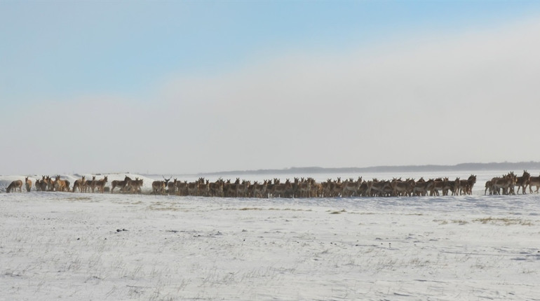 Може бути падіж: у заповіднику "Асканія-Нова" на Херсонщині дефіцит кормів для копитних