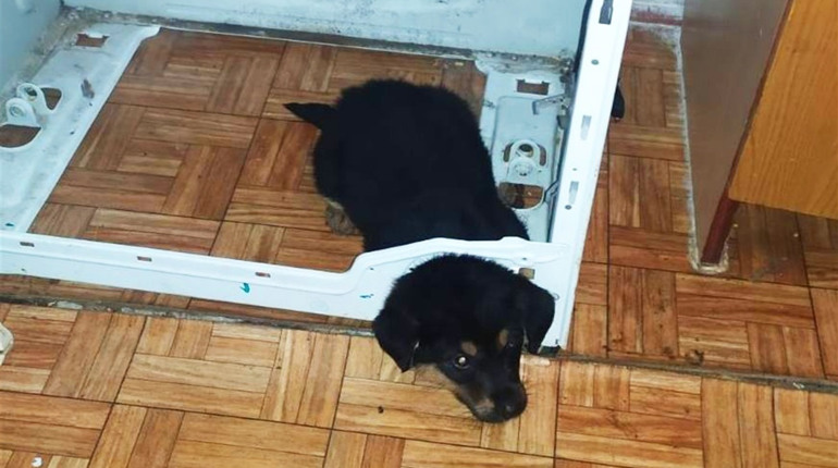 Вараські рятувальники звільнили цуценя, яке застрягло в пральній машині