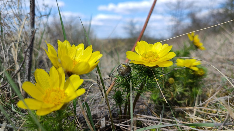 Квітневе тепло, дощі та приморозок: що прогнозують Первомайську синоптики на початку квітня