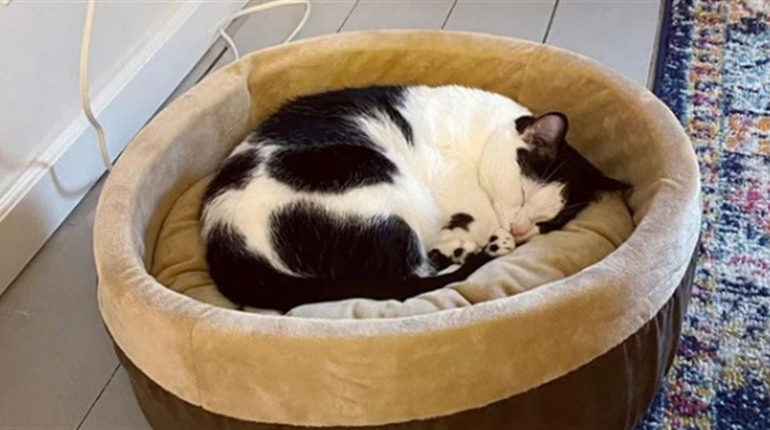 Чому ваш кіт ігнорує дорогий диван і як облаштувати спальне місце, яке він точно полюбить