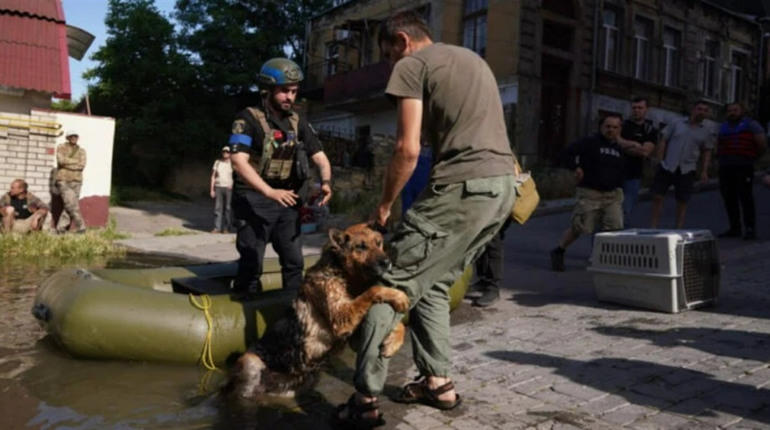 Собака з щемливим поглядом: Багіра, яку врятували від повені на Херсонщині, шукає нову родину