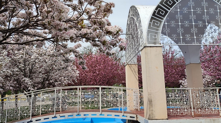 В Ізмаїлі почали квітнути сакури (ФОТО)