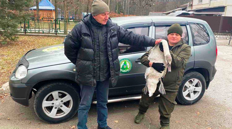 На Уманщині єгері врятували пораненого лебедя