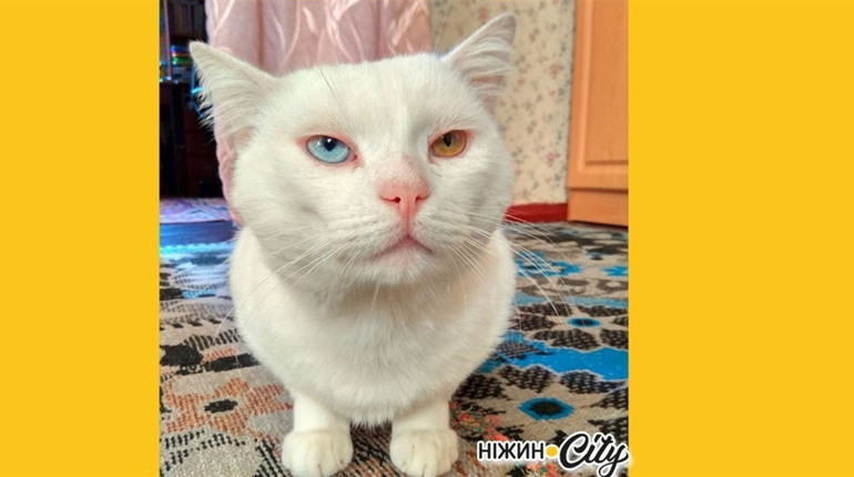 Ніжинські коти: патріотичні, бойові та ще й ті звабники!