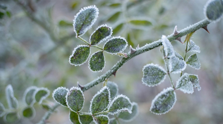 Штормове попередження: вночі у Південноукраїнську очікуються заморозки