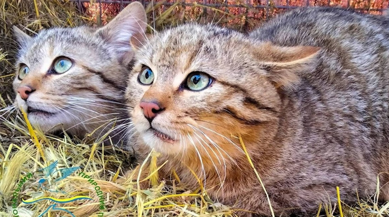 Фахівці Станції юнатів в Ізмаїлі вигодували та випустили в дику природу п’ятьох лісових кошенят